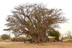 baobab01