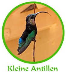 tl_files/reiseberichte/logos_startseite/antillen_logo.jpg tl_files/reiseberichte/logos_startseite/antillen_logo.jpg