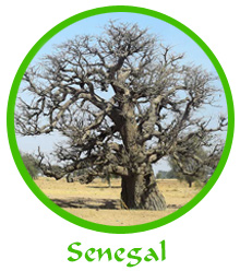 tl_files/reiseberichte/logos_startseite/senegal_logo.jpg tl_files/reiseberichte/logos_startseite/senegal_logo.jpg